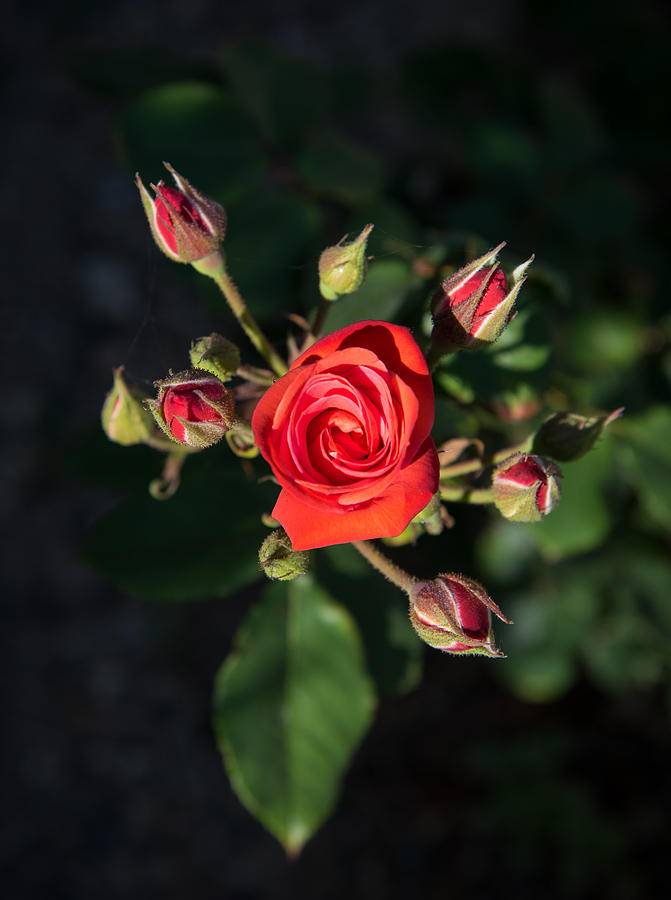 Red rose romantic flower with blossoms Photograph by Michalakis Ppalis