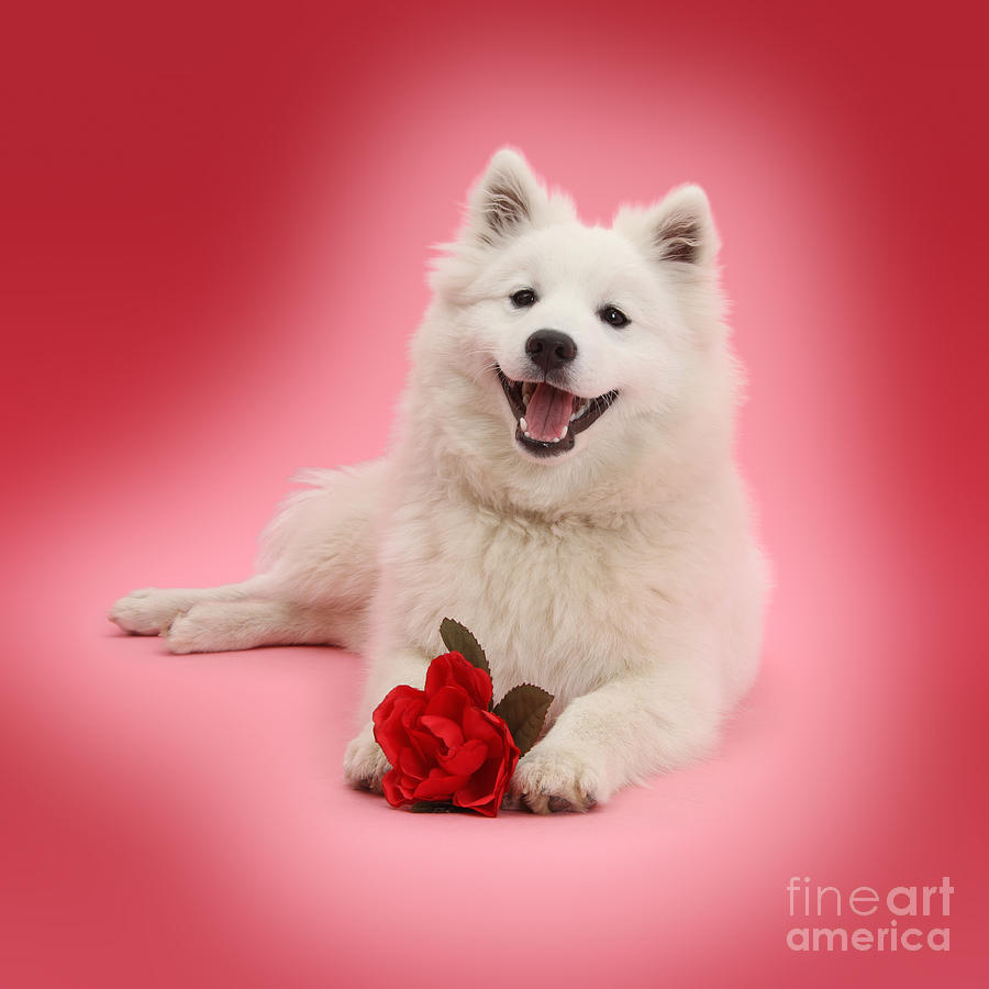 Red Rose Spitz Photograph by Warren Photographic