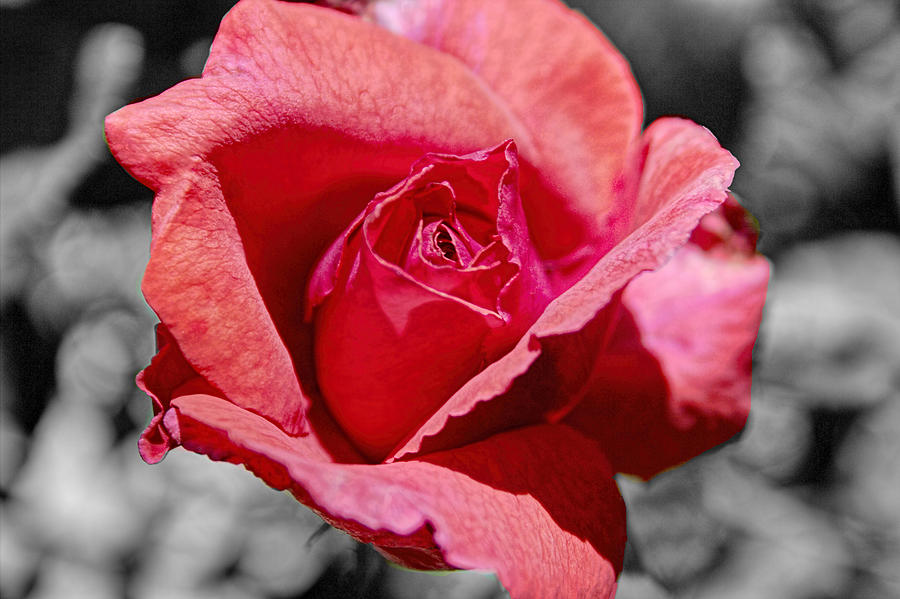 Red Rose Splash Photograph by Roger Passman