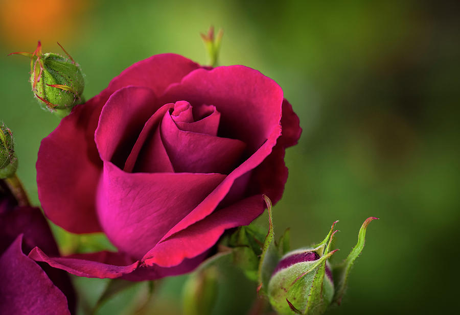 Red Rose Photograph by Steven Clark