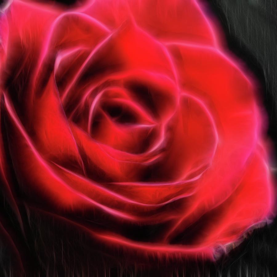 Red Rose Stylized Photograph by Cindy Boyd - Fine Art America