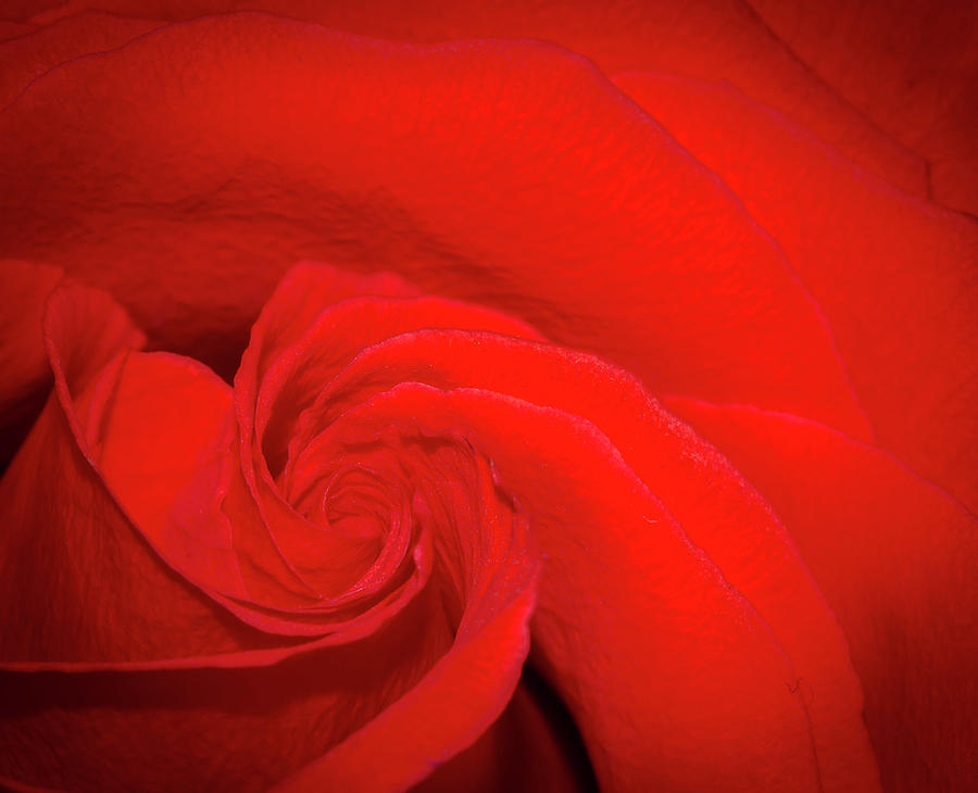Red Rose Swirl Photograph by Jean Noren