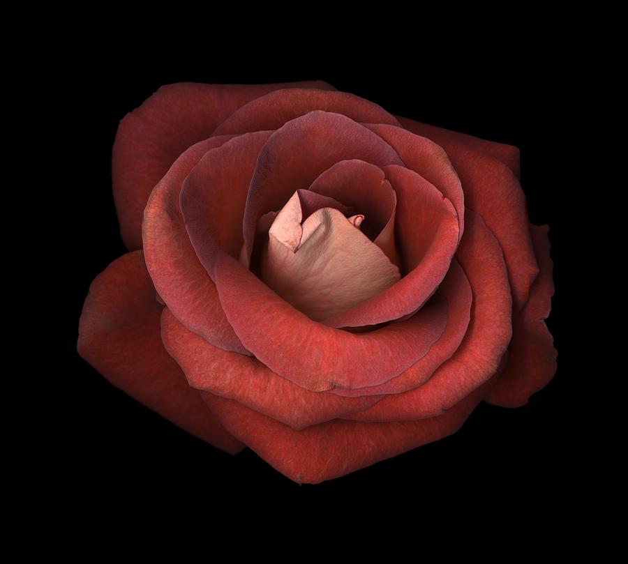 Red Rose Photograph - Red Rose by Test
