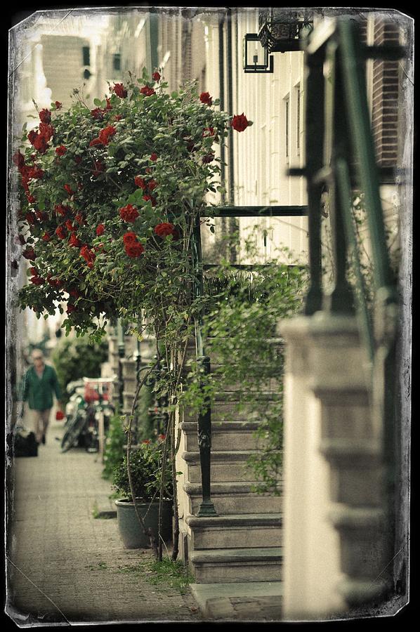 Red Rose Tree and Stairs. Old Cards From Amsterdam  Photograph by Jenny Rainbow