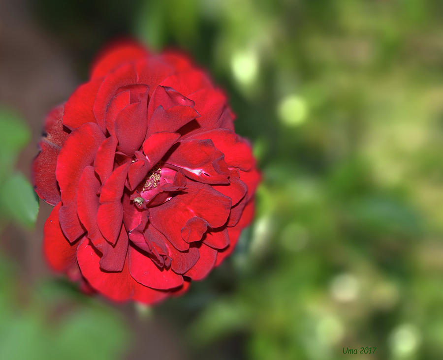 Red rose Digital Art by Uma Krishnamoorthy