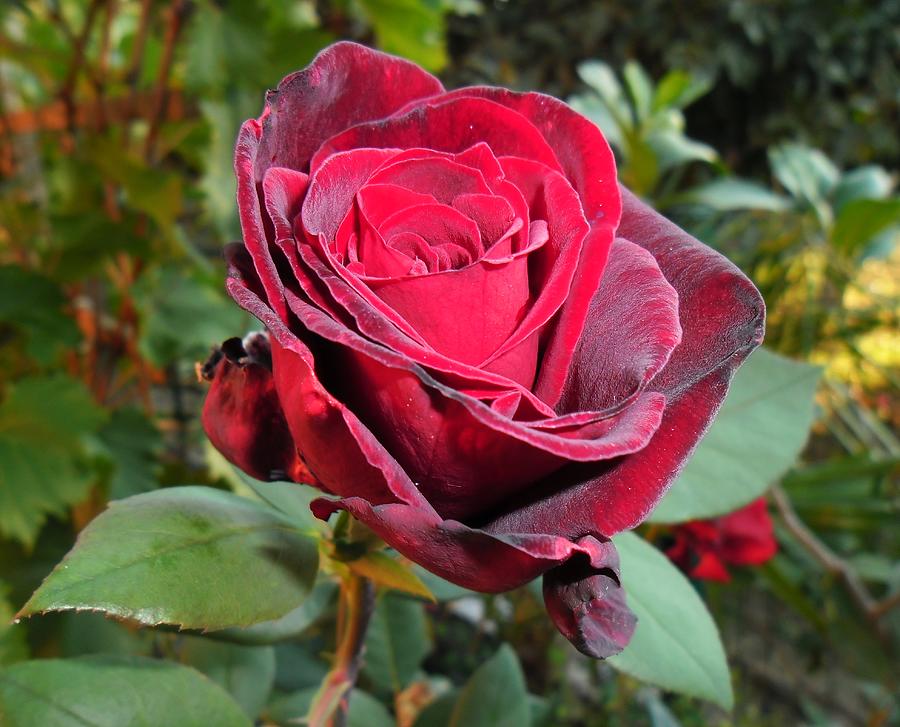 Flower Photograph - Red rose by Vesna Martinjak
