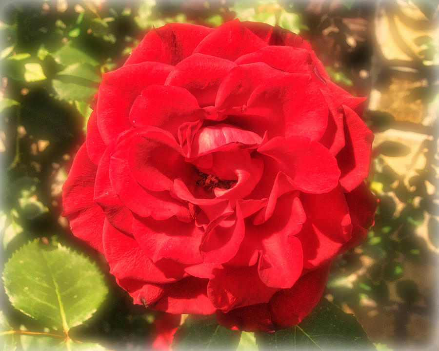 Red Rose Photograph by Vic Montgomery