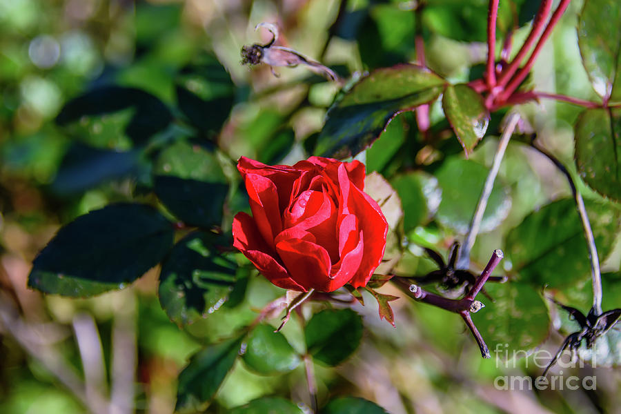 Rose At The End Of Autumn. Photograph