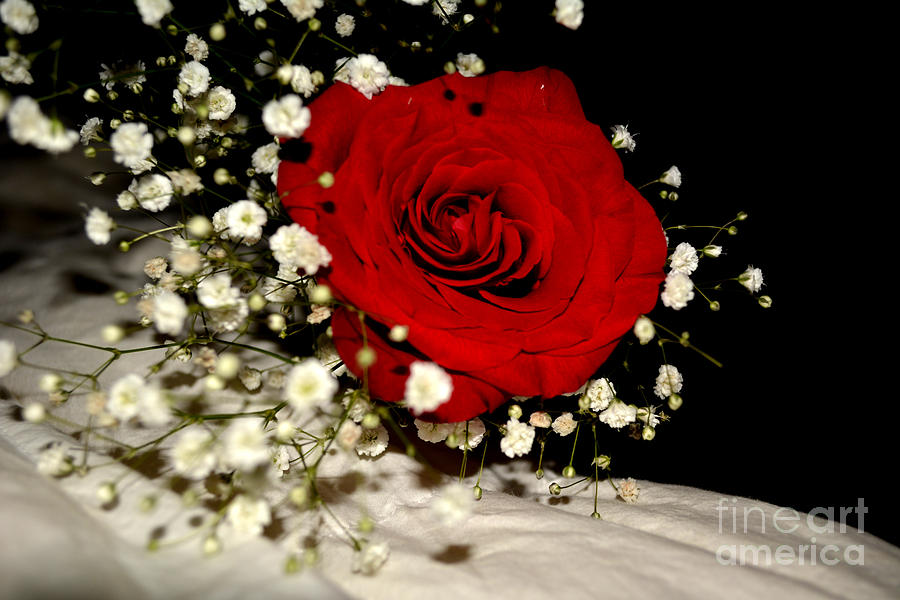 Featured image of post Photography Red Rose Black And White Background