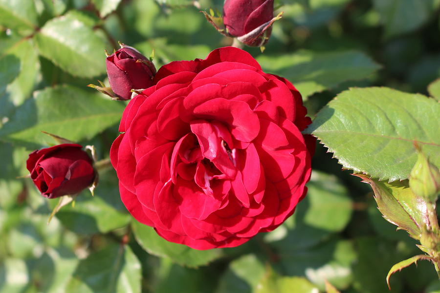 Red rose with buds Photograph by Irma Naan | Pixels