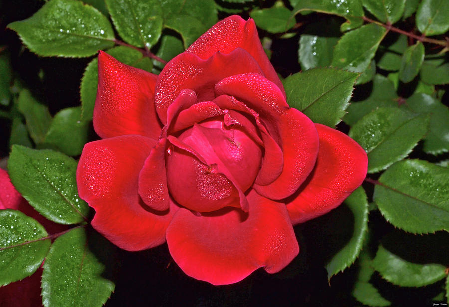 Red Rose With Dewdrops 009 Photograph by George Bostian