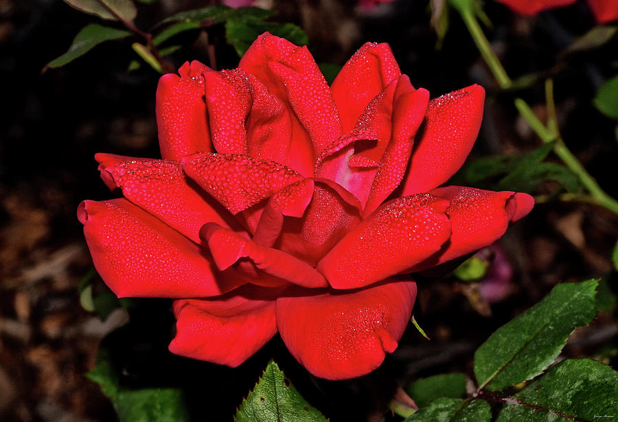 Red Rose With Dewdrops 010 Photograph by George Bostian