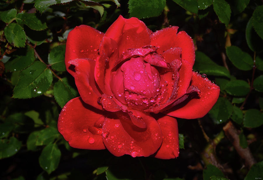 Red Rose With Dewdrops 014 Photograph by George Bostian