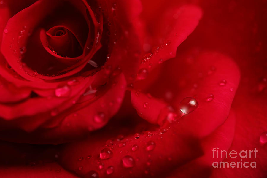 Red Rose With Droplets Photograph