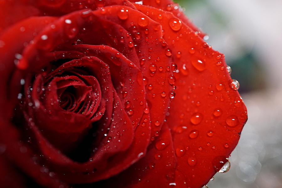 Red Rose with rain drops Photograph by Lilia S
