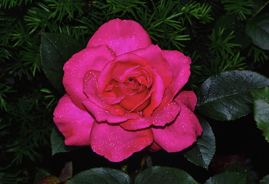 Red Rose With Raindrops 006 Photograph by George Bostian