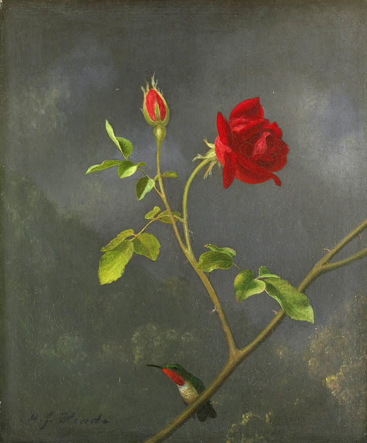 Red Rose with Ruby Throat Painting by Martin Johnson Heade