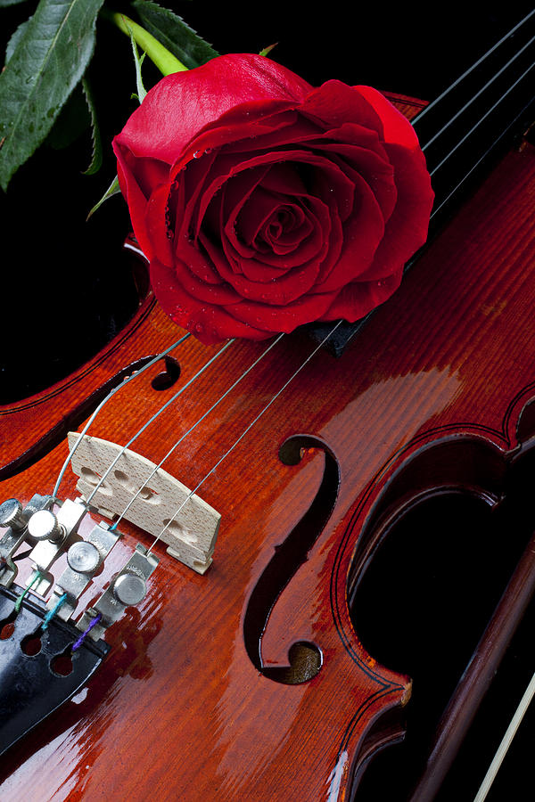 Violin Photograph - Red Rose With Violin by Garry Gay