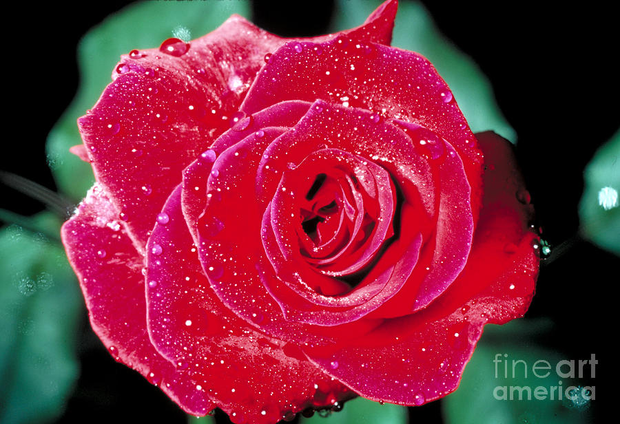 Red Rose With Water Droplets Photograph by John Kaprielian