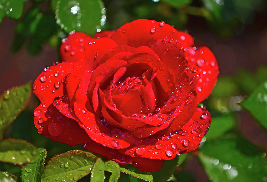 Red Rose with Waterdrops 006 Photograph by George Bostian