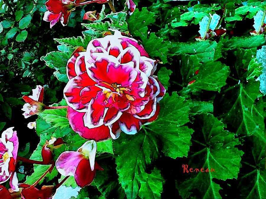RED ROSE with WHITE Photograph by A L Sadie Reneau