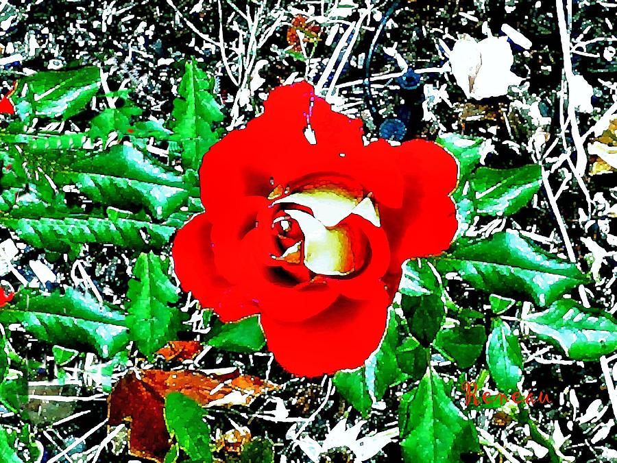 RED ROSE with YELLOW Photograph by A L Sadie Reneau