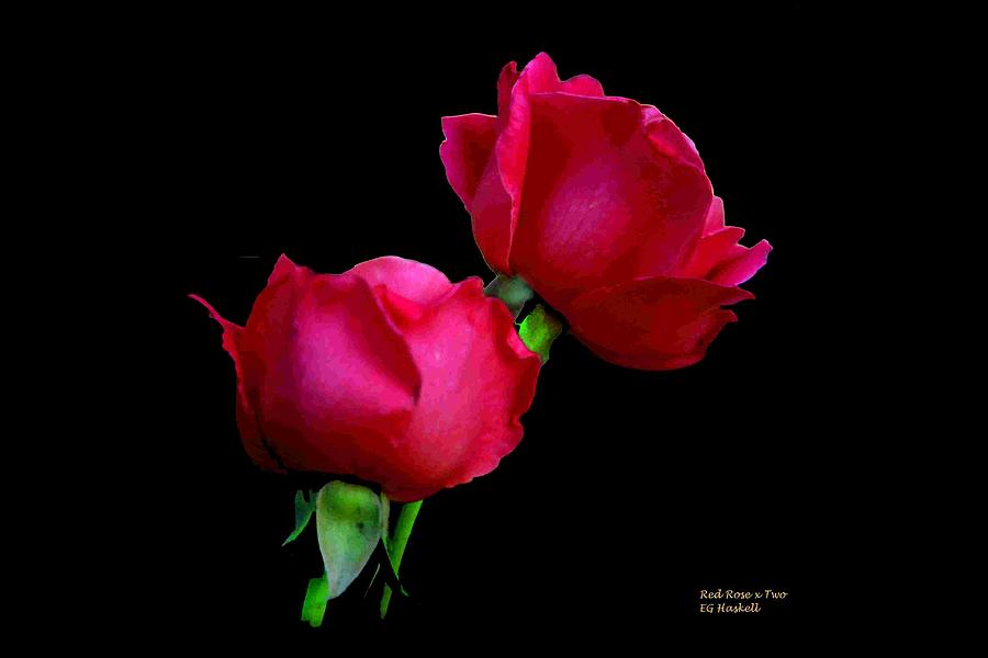 Rose Photograph - Red Rose x Two by Edward Haskell