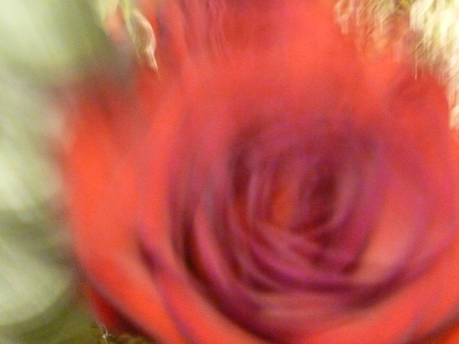 Red Rose Photograph by Yelena Tylkina