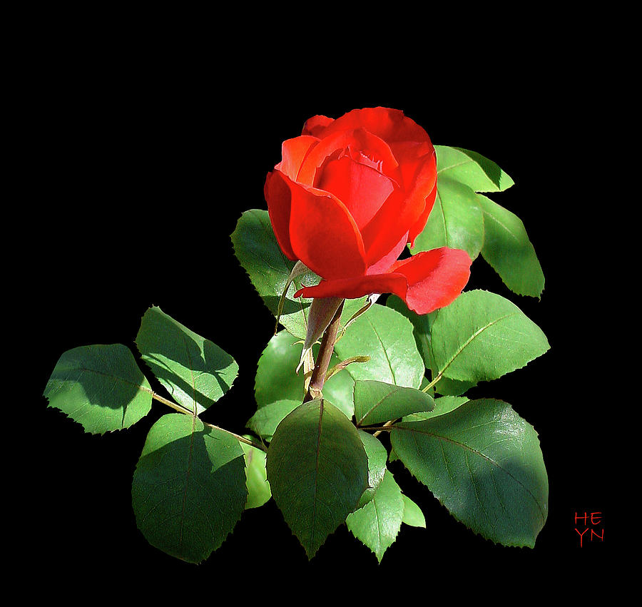 Red Rosebud Cutout - 2 Photograph by Shirley Heyn