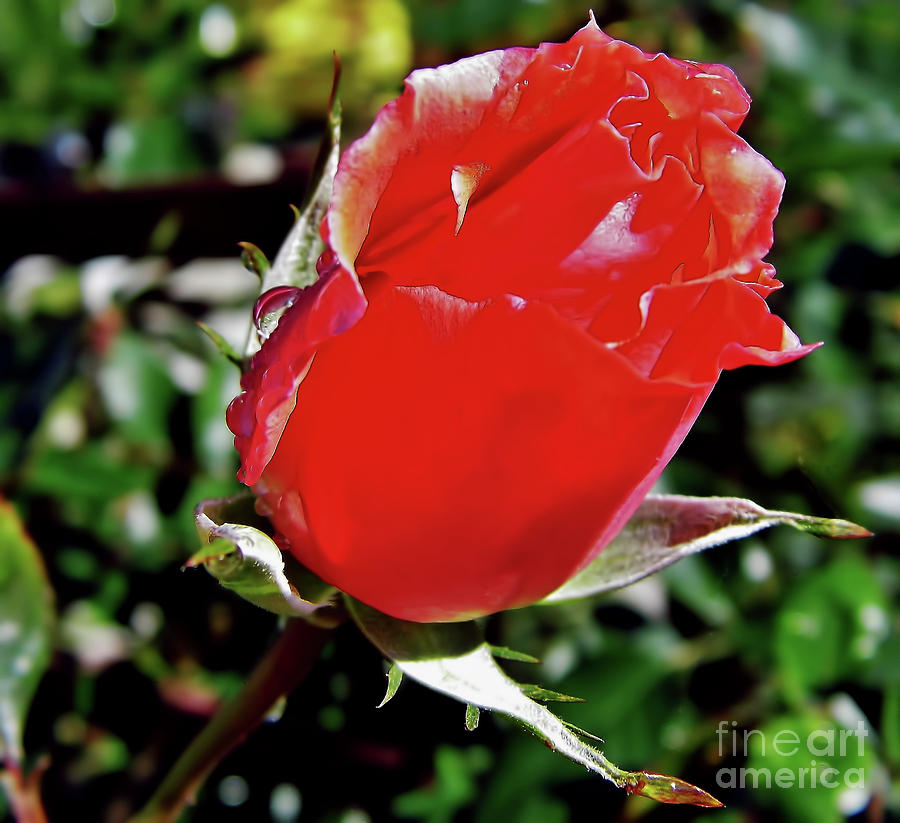 Red Rosebud Photograph by D Hackett