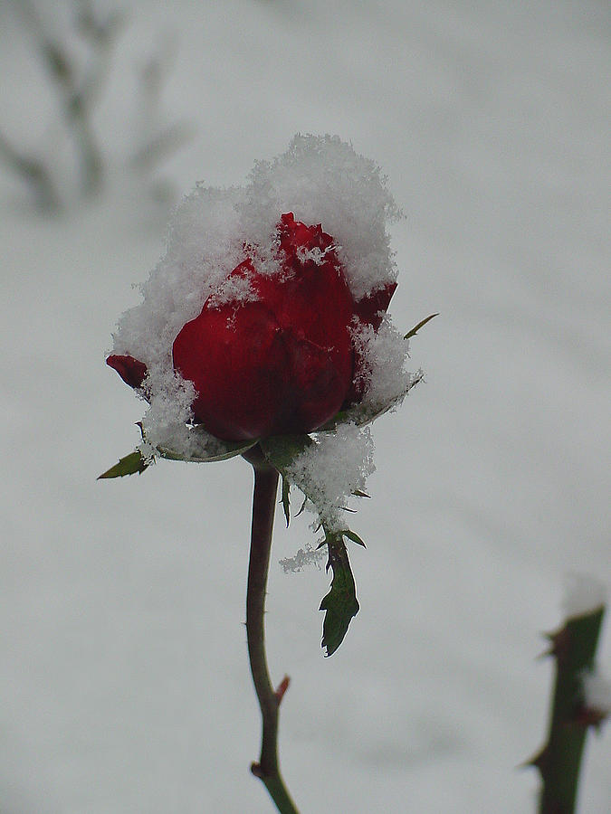 Red Rosebud in Snow Photograph by Shirley Heyn