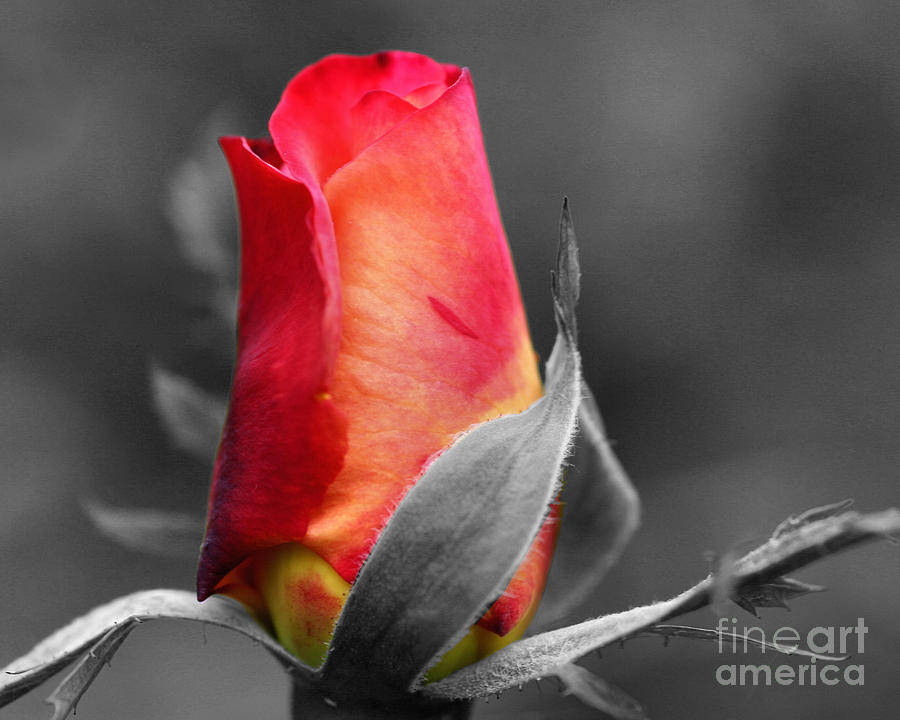 Red Rosebud Partial Color Photograph by Smilin Eyes Treasures