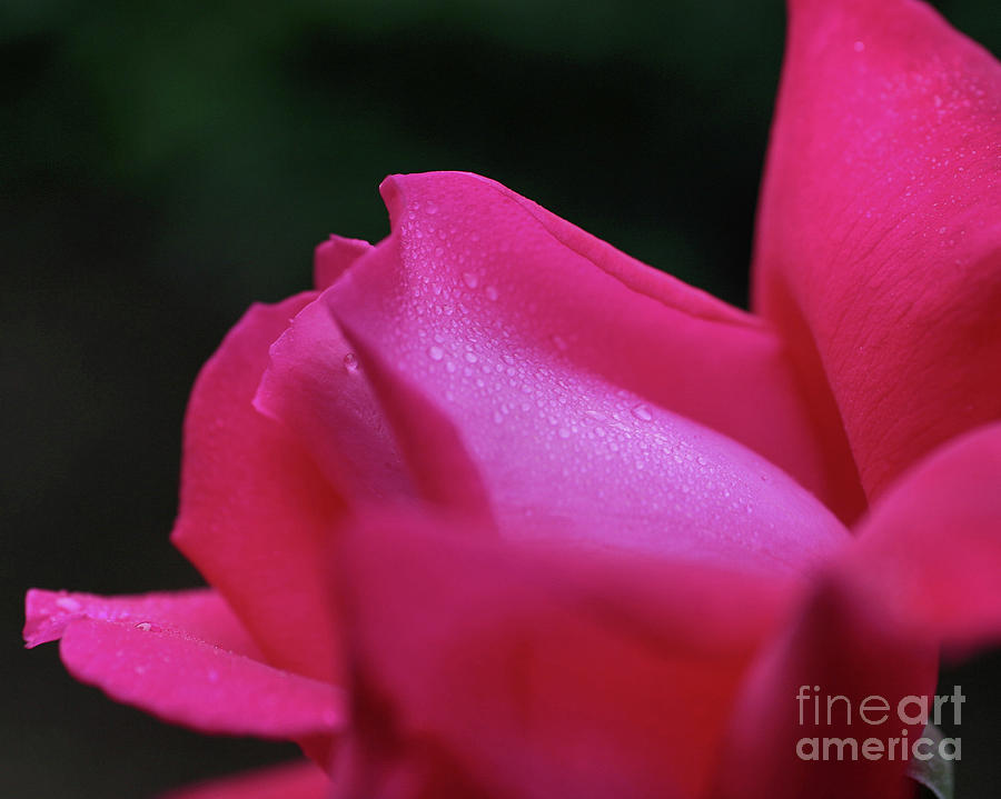 Red Rosebud Raindrops Photograph by Smilin Eyes Treasures