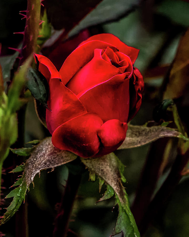 Red Rosebud Photograph by Yeates Photography