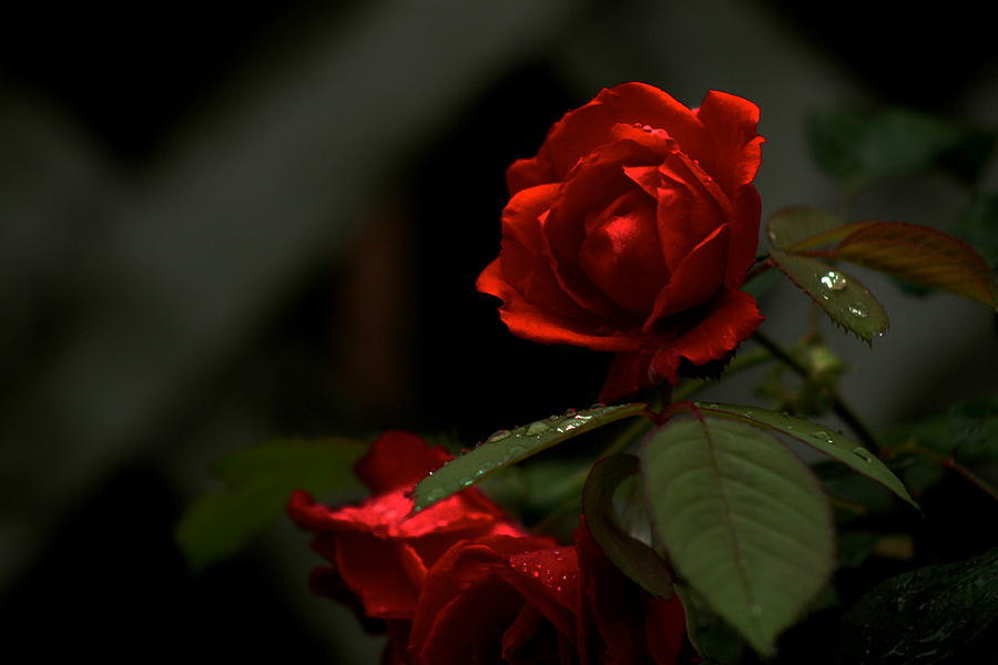 Red Roses 1 Photograph by Kevin Wheeler