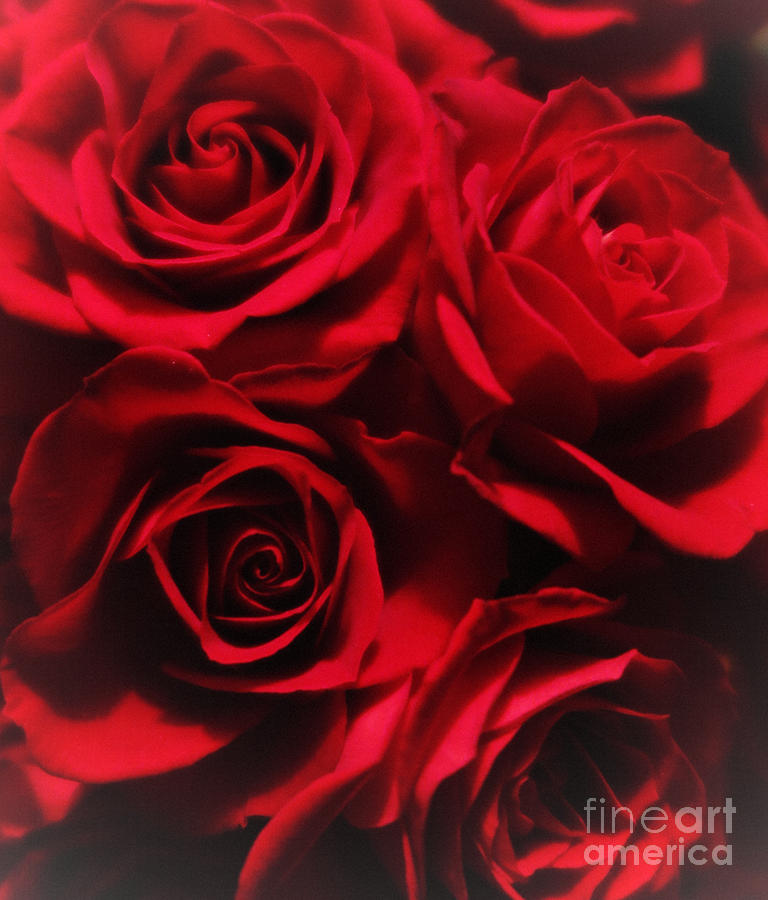 Red Roses 1 Photograph by Tara Shalton
