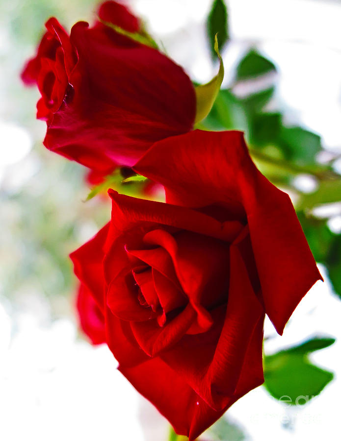 Red Roses 2 Photograph by Tara Shalton