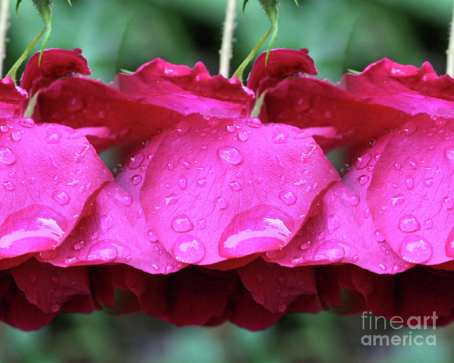 Red Roses And Raindrops Photograph by Smilin Eyes Treasures