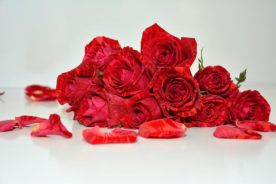 Red Roses And Rose Petals Photograph by Serena King