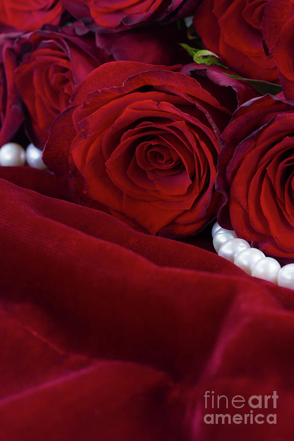 Red Roses and  Velvet Photograph by Anastasy Yarmolovich