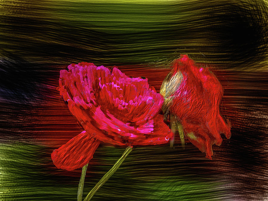 Red roses artistic #db Photograph by Leif Sohlman