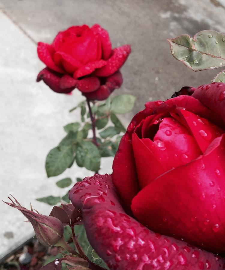 Red Photograph - Red Roses by Beverly Johnson Red Photograph - Red Roses by Beverly Johnson
