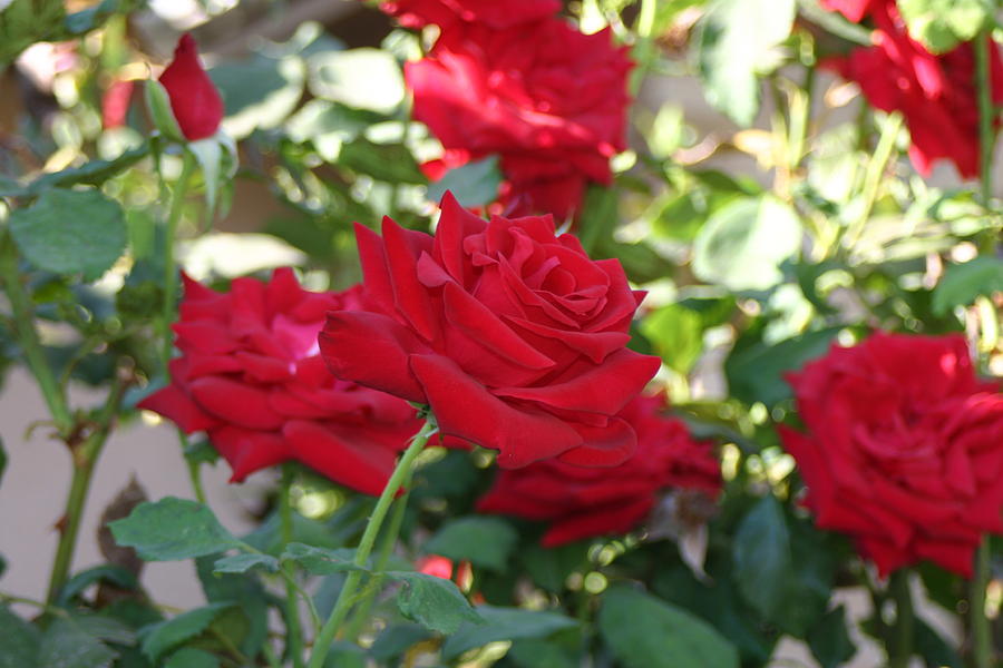 Red Roses California Summer Photograph