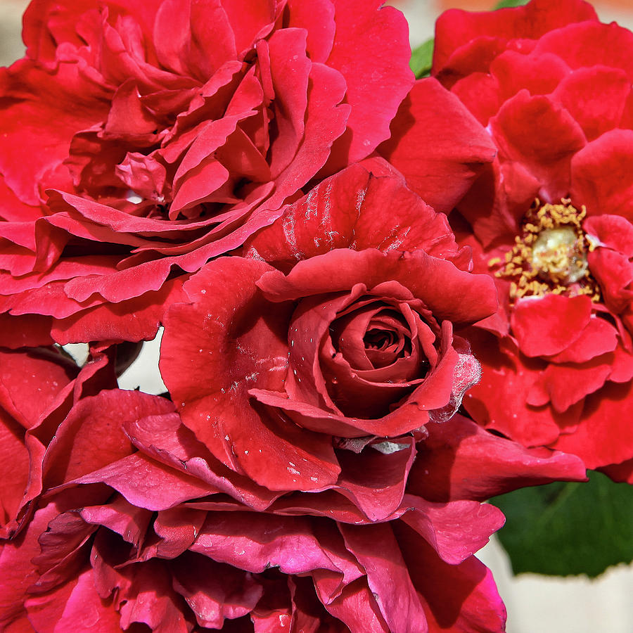 Red Roses Close Up Photograph