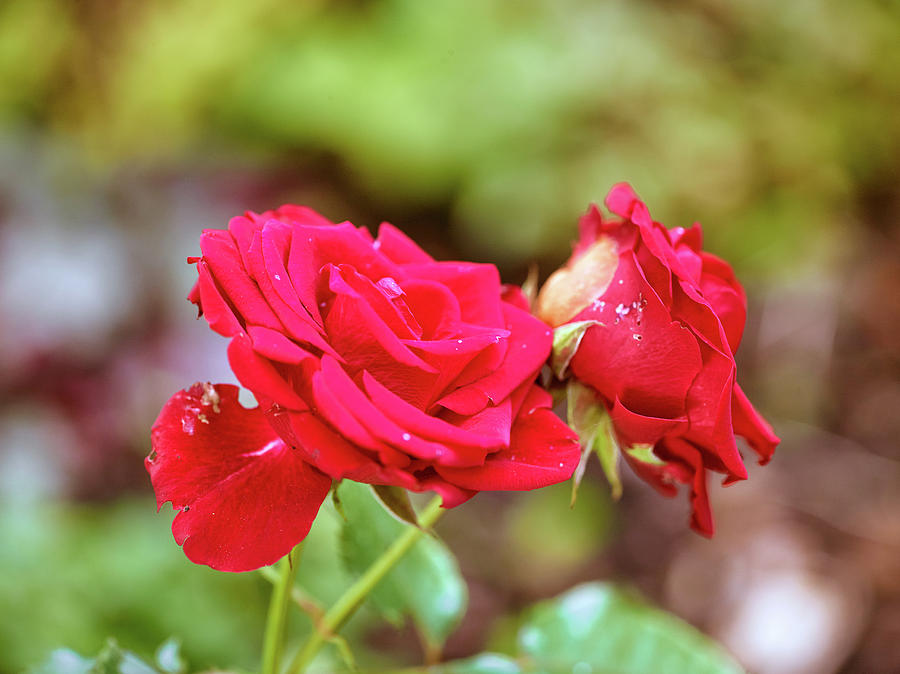 Red roses #DB Photograph by Leif Sohlman