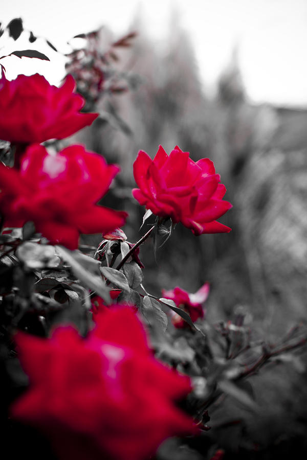 Red Roses Photograph by Dustin K Ryan