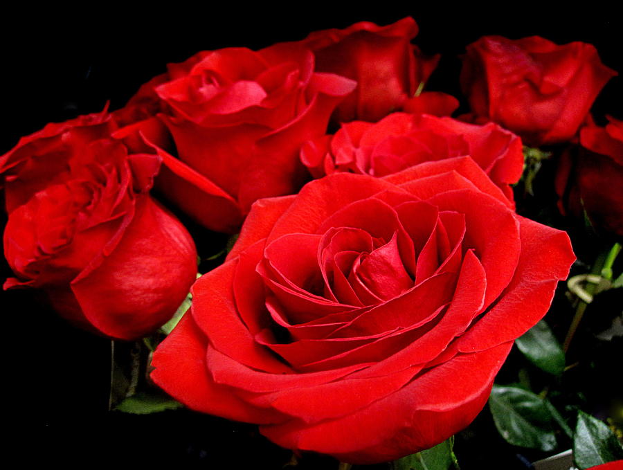 Flower Digital Art - Red Roses for a Blue Lady by Bonita Brandt