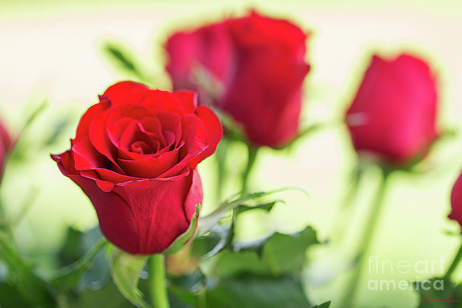 Red Roses for Love Photograph by Linda Lees
