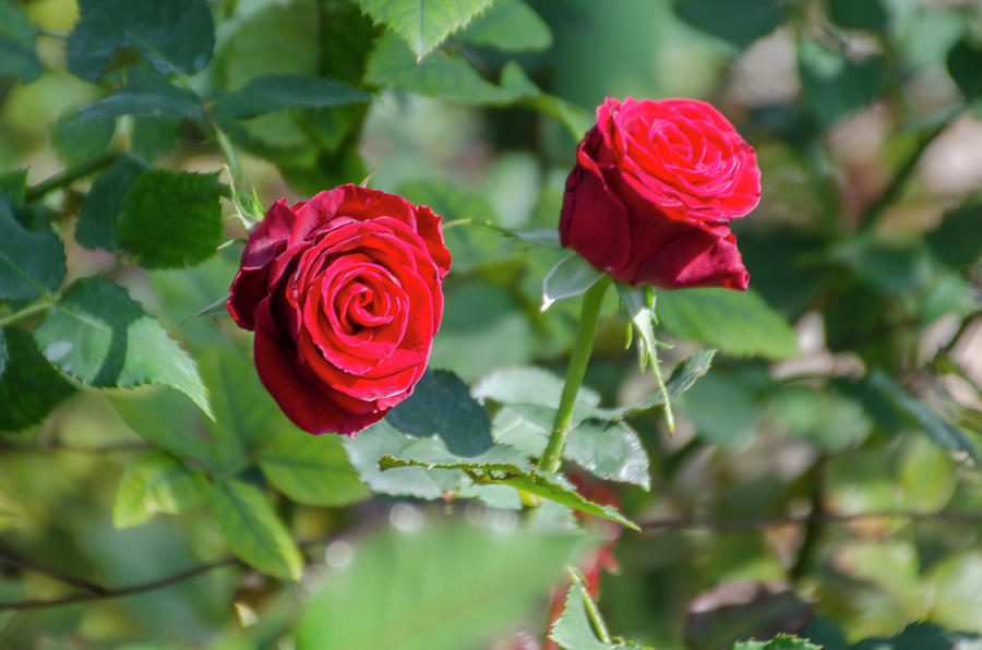 Red Roses from the Garden Photograph by Bill Cannon