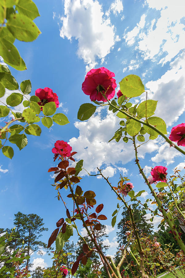Red Roses in North Carolina Photograph by Dan Carmichael